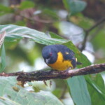 Blue and Gold Tanager