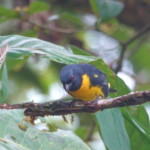 Blue and Gold Tanager