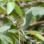 Mistletoe Tyrannulet, or Paltry
