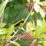 Tawny-capped Euphonia