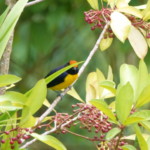 Tawny-capped Euphonia