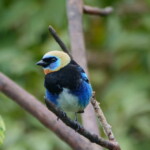 Golden-hooded Tanager