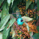 Green Honeycreeper