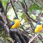 Yellow-throated Euphonia