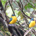 Yellow-throated Euphonia