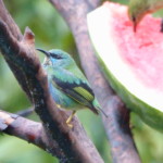 Shining Honeycreeper