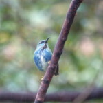 Shining Honeycreeper