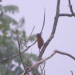 Smoky-brown Woodpecker