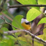 White-collared Manikin