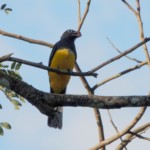 Black-headed Trogon