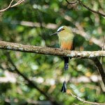 Turquoise-browed Motmot