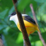 White-collared Manikin