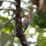 Hoffman's Woodpecker