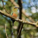 Turquoise-browed Motmot