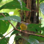Golden-crowned Warbler