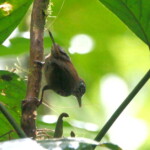 Stripe-breasted Wren