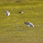 Least Sandpiper
