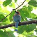 Broad-billed Motmot