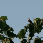 Yellow-headed Caracara