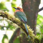 Broad-billed Motmot