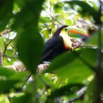 Keel-billed Toucan
