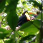 Keel-billed Toucan