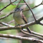 Slaty-capped Flycatcher