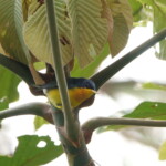 Tropical Parula
