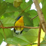 Tropical Parula