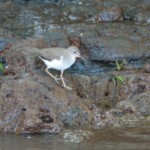 Spotted Sandpiper