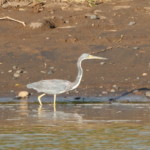 Tri-colored Heron