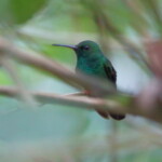 Bronze-tailed Plumeleteer