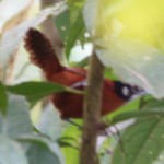 Bay Wren (I know, it's bad)