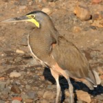 Bare-throated Tiger Heron