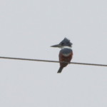 Ringed Kingfisher