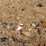 Collared Plover