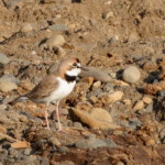Collared Plover