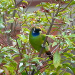 Emerald Toucanet