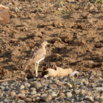 Double-striped Thicknee