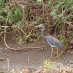 Tri-colored Heron