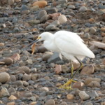 Snowy Egret