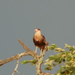 Crested Caracara