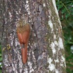 Streak-headed Woodcreeper