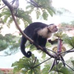 White-faced Monkey