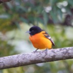 Baltimore Oriole