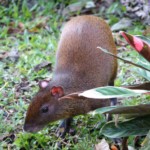 Agouti