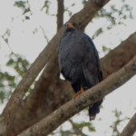 Common Black Hawk