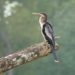 Anhinga