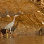 Little Blue Heron and Spotted Sandpiper