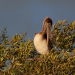 Brown Pelican
